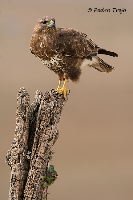 Ratonero común  (Buteo buteo)